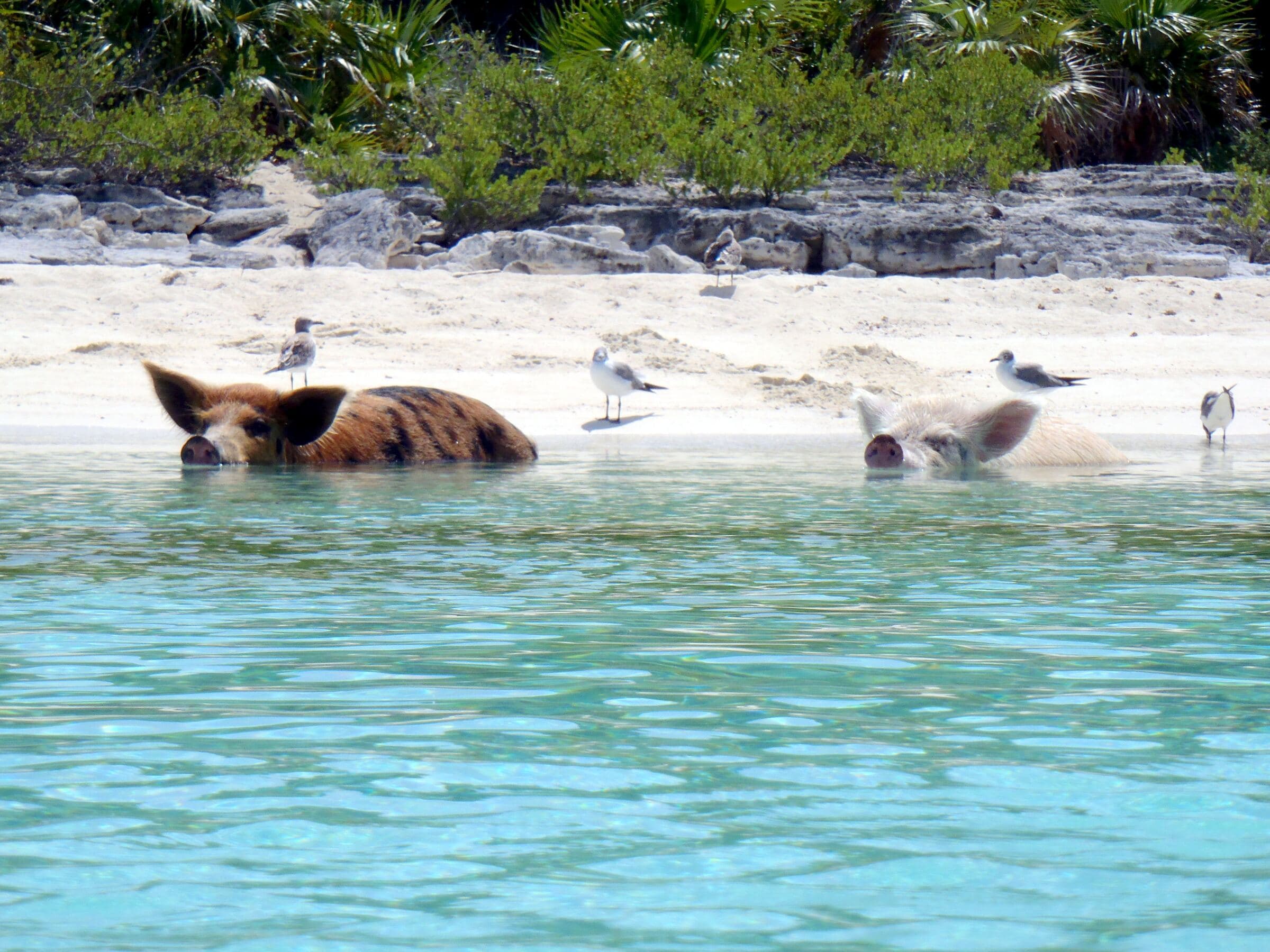 Exuma — Water Taxi Boat